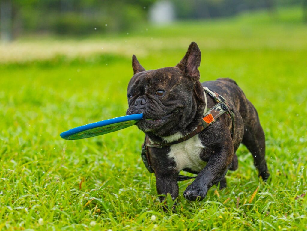 Home 5 french bulldog playing with frisbee in park 31726815