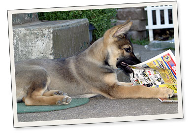 Home 2 CJ's Dog Training