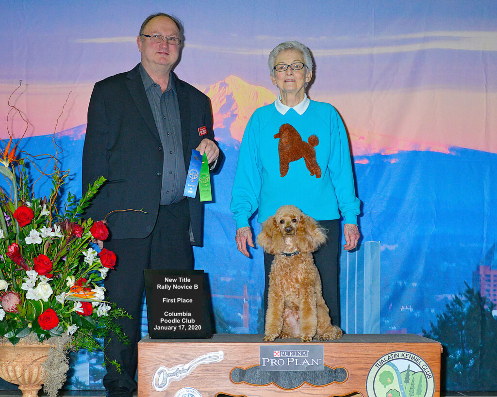 Trainer 2 Zoomi, First Place, Rally Novice B, Columbia Poodle Club, 1/17/2020